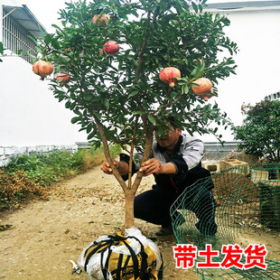 石榴树苗带土球特大庭院果树南北方种植盆地栽甜突尼斯软籽石榴苗