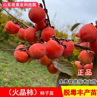嫁接临潼火晶柿子苗树软甜火罐红灯笼柿子果树苗北南方种当年结果