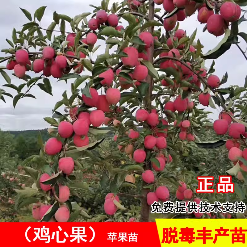 鸡心果树苗沙果123小苹果苗南北方大庭院果树盆地栽耐寒海棠果苗