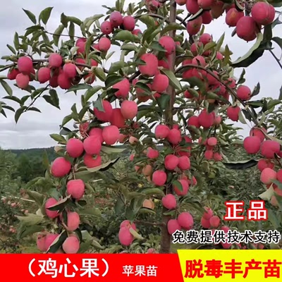鸡心果树苗沙果123小苹果苗南北方大庭院果树盆地栽耐寒海棠果苗