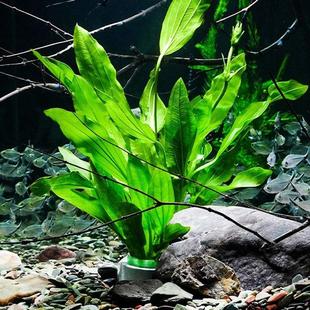 大叶绿九冠懒人水草带杯沉底环陶瓷自动沉水无需底沙好养鱼缸造景