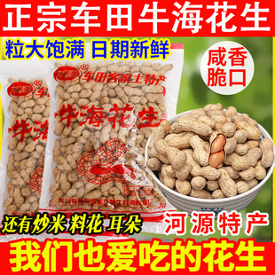 牛利海花生河源龙川车田特产咸香脆炒货批发商用带壳盐焗客家零食