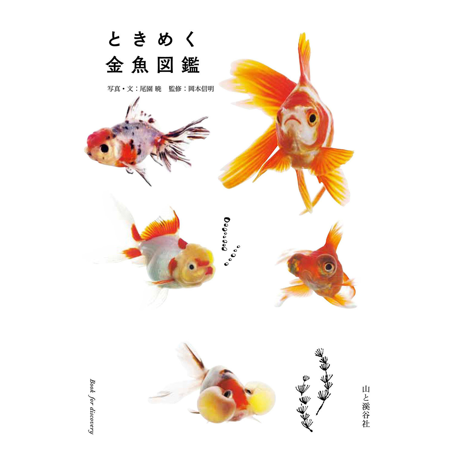 现货ときめく金魚図鑑 日本金鱼图鉴 金条养殖品种介绍饲养资料书