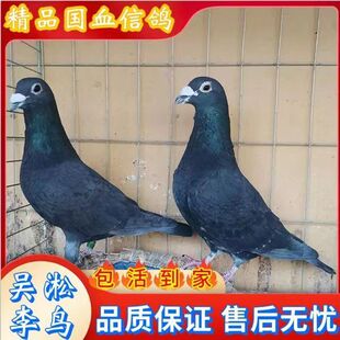 李鸟信鸽活体鸽子老国血超远距离包邮包活到家吴淞青年一对特价,1