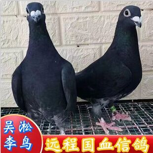 鸽子活体李鸟吴淞信鸽成绩鸽鸽吴淞活体赛鸽公棚鸽天落包邮包活