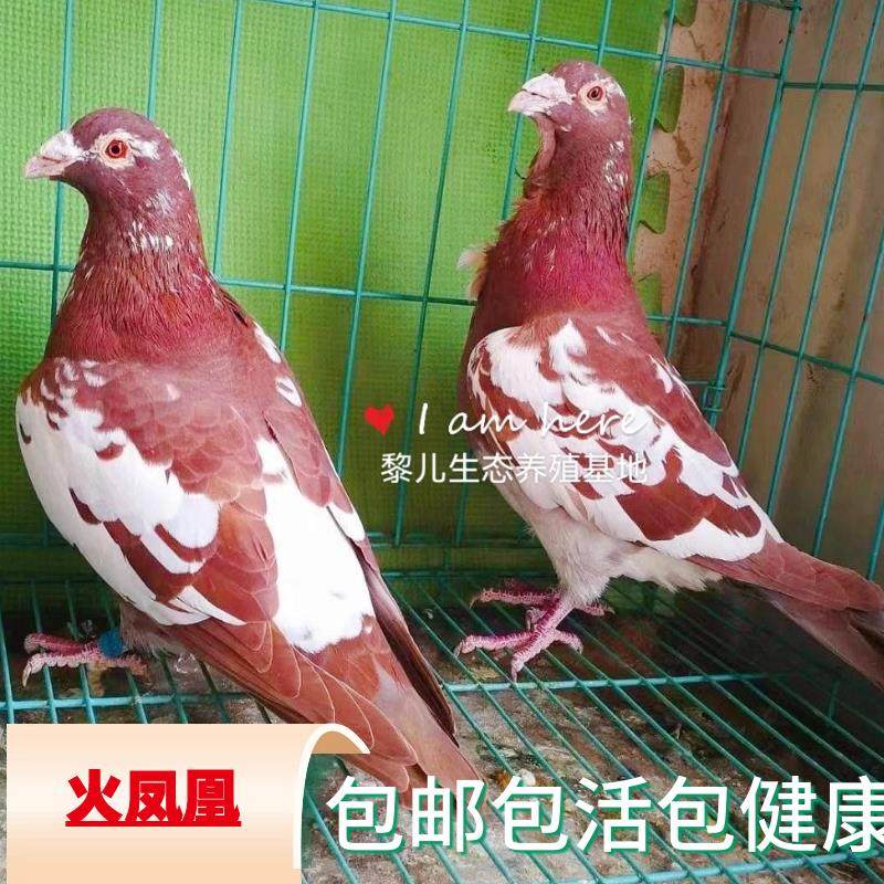 正品慕利门火凤凰信鸽比赛鸽子血统鸽成绩鸽活体种鸽一对青年鸽子