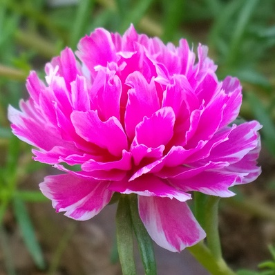 四季开花宿根重瓣太阳花苗混色盆栽庭院花卉楼顶植i物花园阳台枝