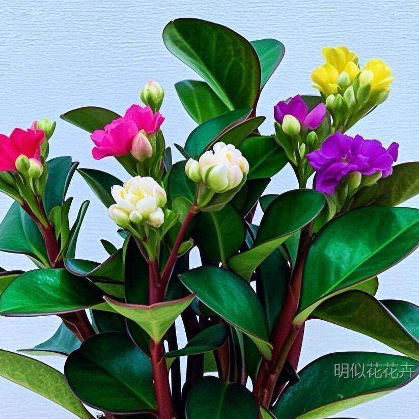 【清仓款】新品重瓣碧玉花卉绿植四季开花浓香型盆栽室内净化空气