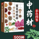 中草药识别书籍中草药鉴定书籍 500种常见中药材彩色图鉴南北方中草药500种 中草药识别特征分布生境药用功效 中草药彩色图鉴
