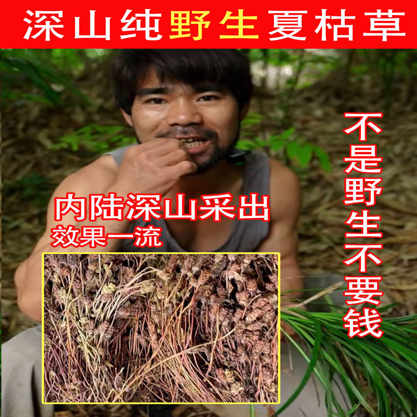老周深山纯野生夏枯草500g中药材蒲公英散茶猫爪草白毛夏菇草球
