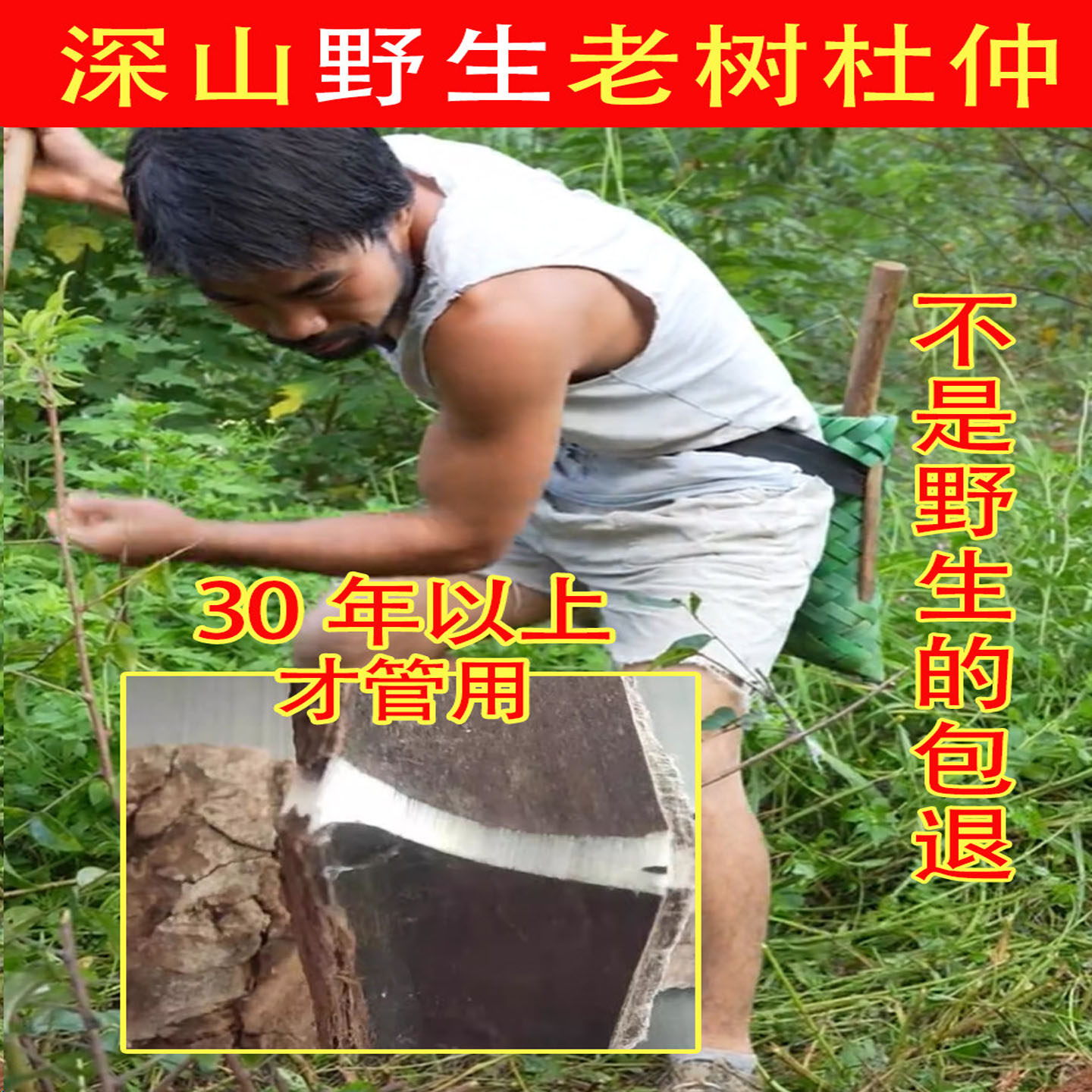 老周深山纯野生老杜仲500g材树皮粉片盐生产后炒肚仲泡酒新鲜