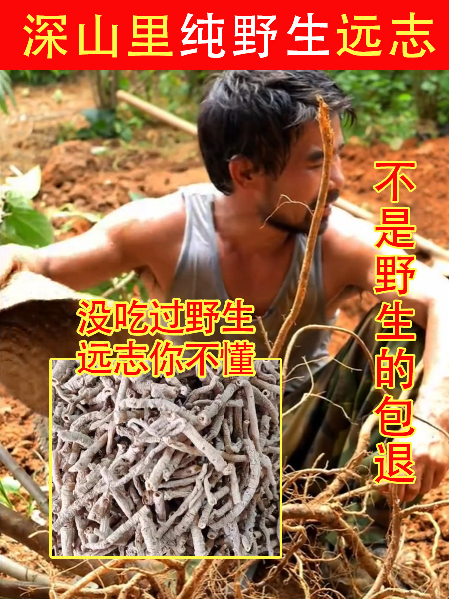 老周家深山纯野生远志250g克中药材片饮茶酸枣仁特级正品抽芯根皮