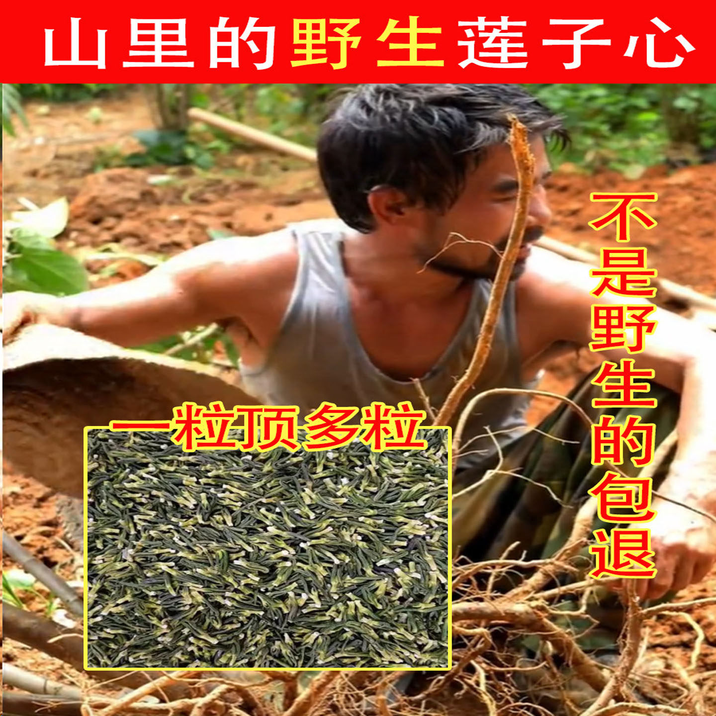 老周深山纯野生天然莲子心茶250g新货的作用特级泡水淡竹叶芯