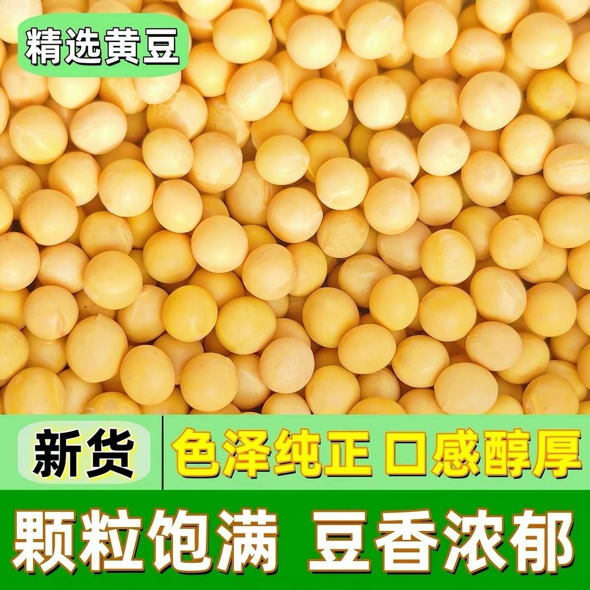 当年精选干黄豆色泽金黄出油磨豆腐自制纳豆早餐豆浆饱腹粗粮材料