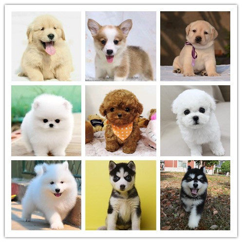 博美品牌精品汇聚 价格大全移动版 最宠网