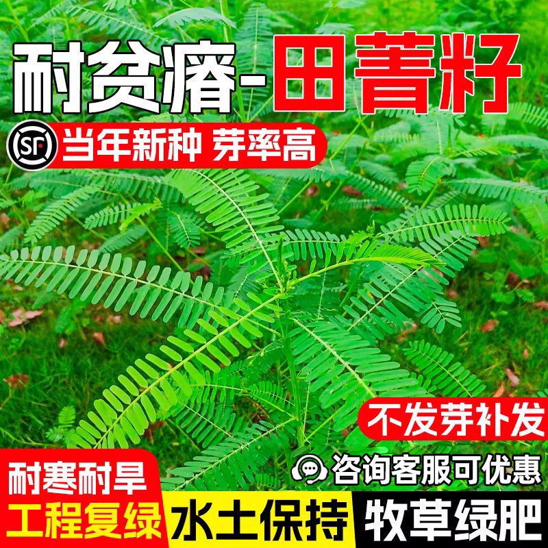 田菁种籽护坡固土牧草绿肥草种子