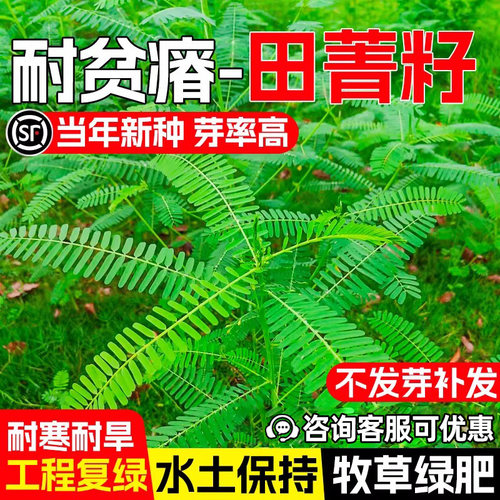 田菁种籽护坡固土牧草绿肥草种子