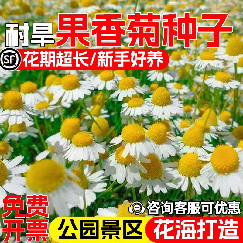 果香菊种子罗马洋甘菊景观花海