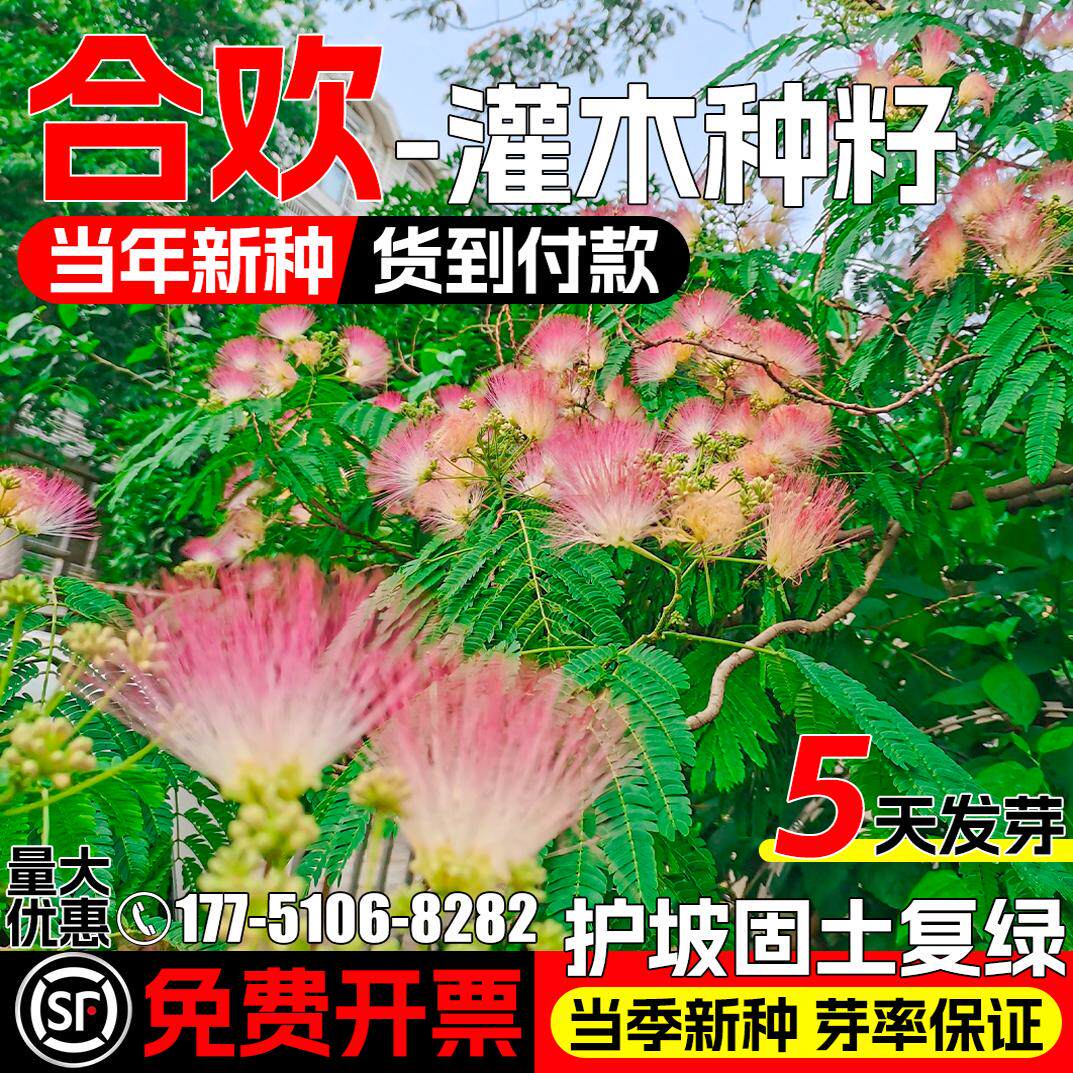 银合欢种籽灌木草籽护坡固土种子