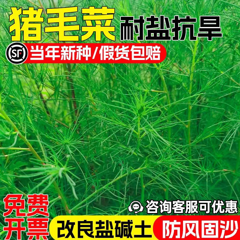 猪毛菜种子耐旱耐盐碱防风固沙草籽生态修复盐碱地改良蓬蓬菜种籽