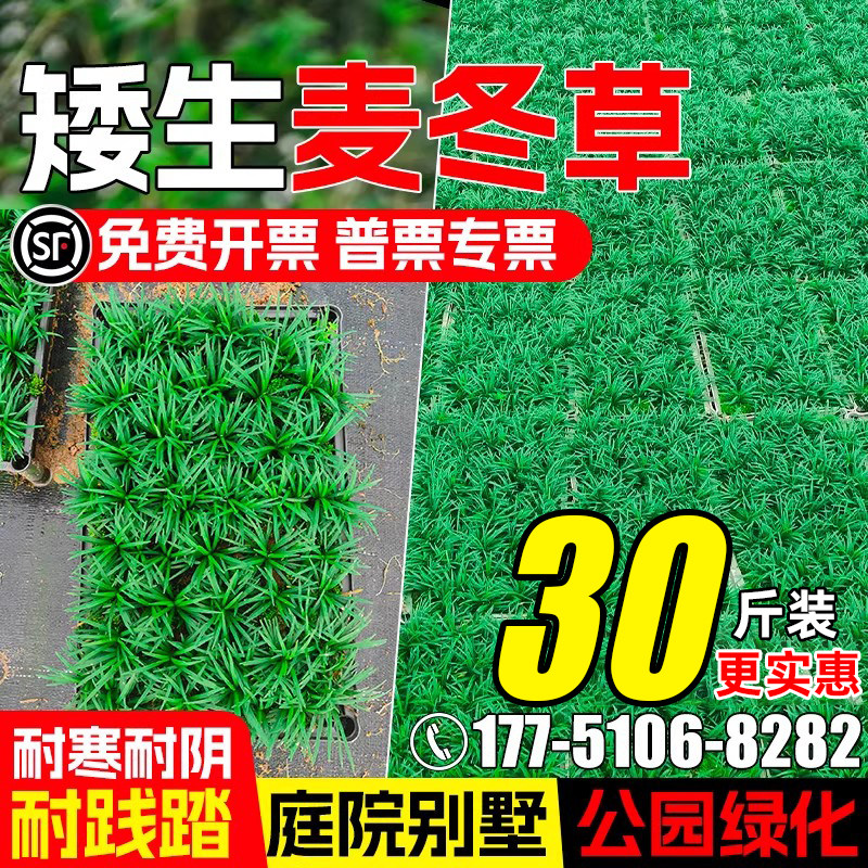 麦冬草四季常青工程绿化庭院别墅