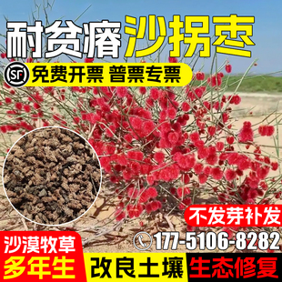 沙拐枣种子多年生耐贫瘠沙漠牧草荒漠绿化水土保持生态修复草种籽
