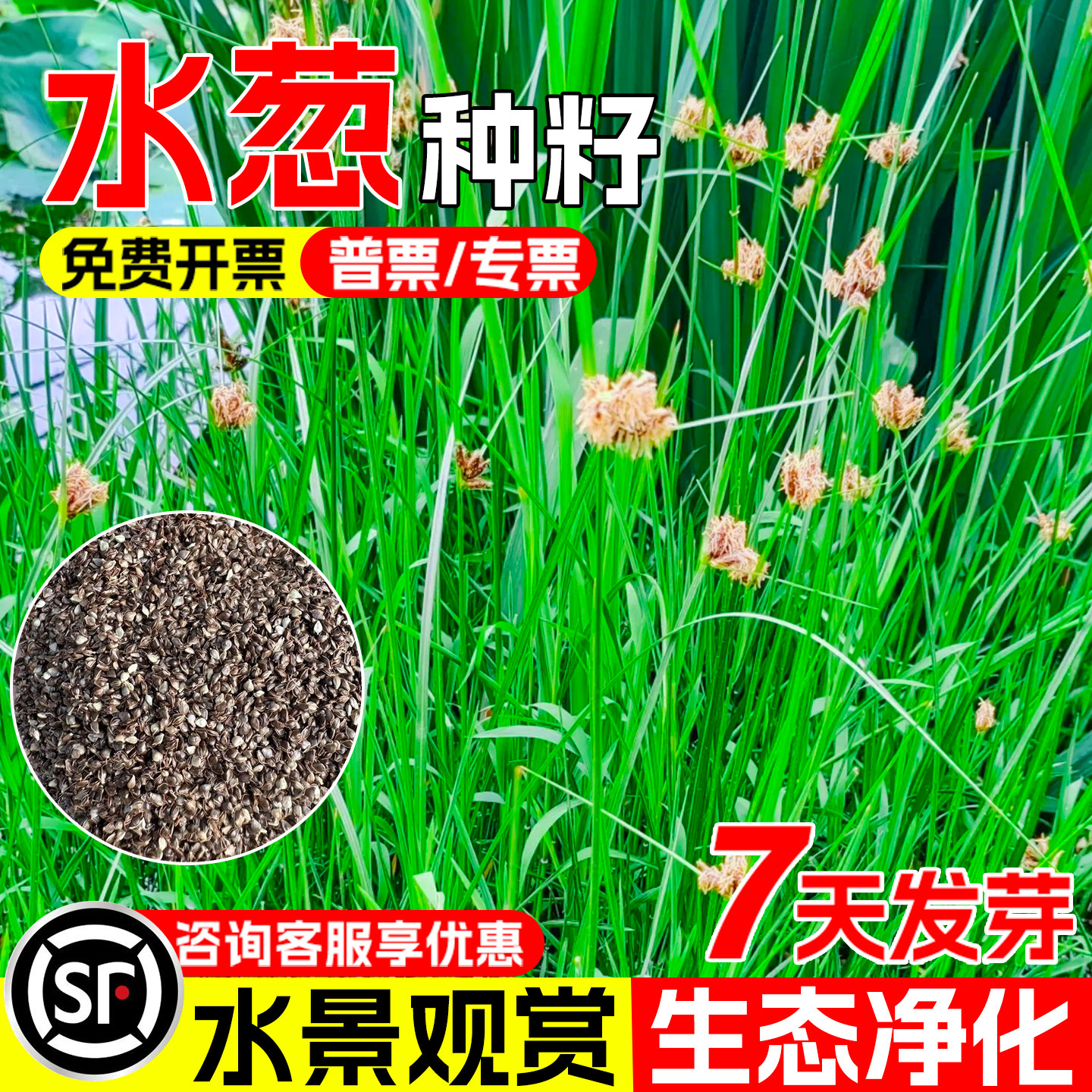 水葱种子水生公园景区池塘绿化