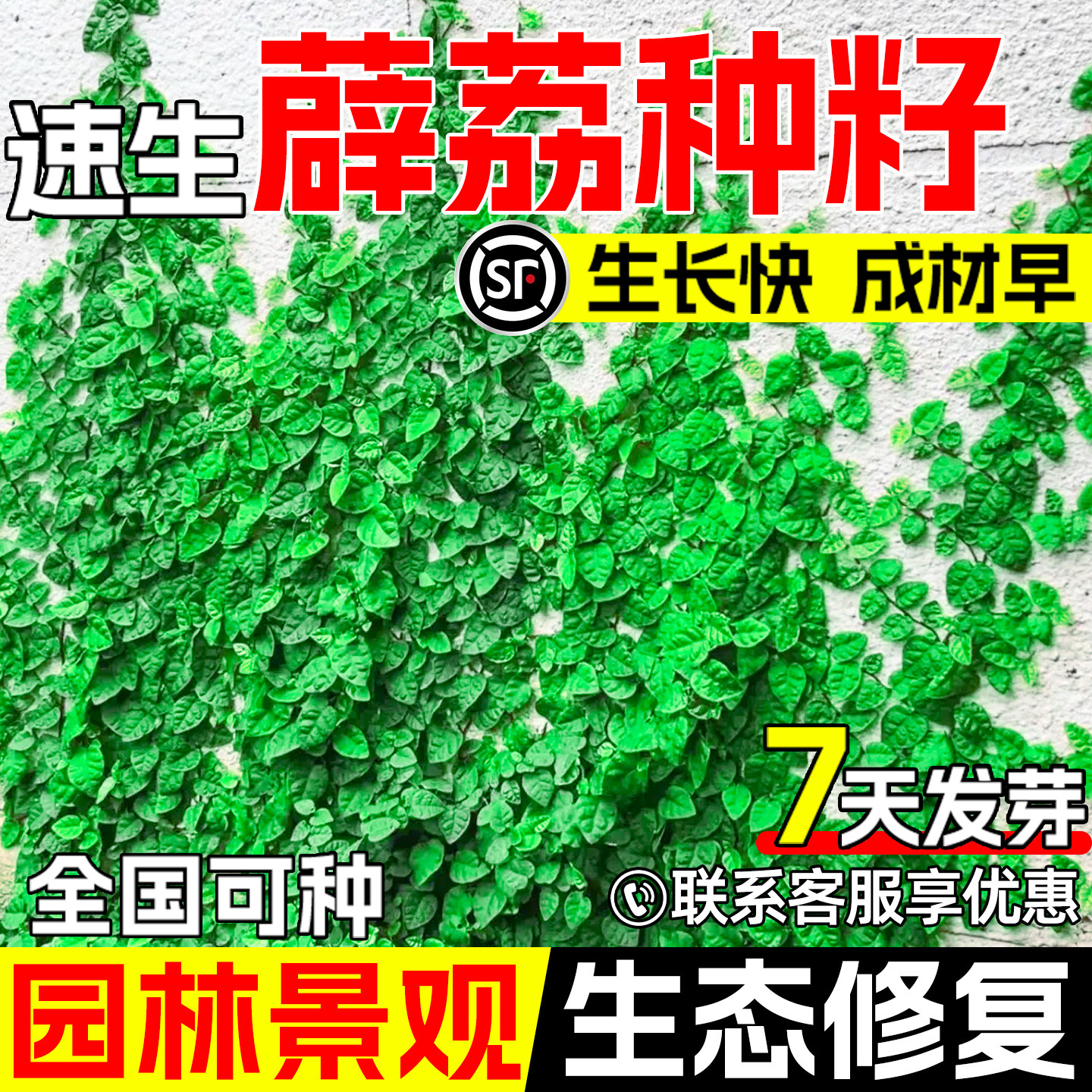 薛荔种子四季常绿生态修复绿化