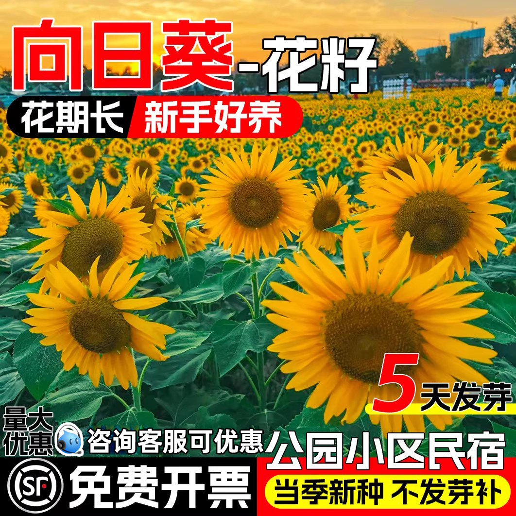 向日葵种籽四季播种观赏花海种子