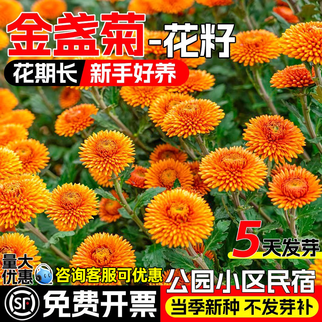 金盏菊种籽四季播种公园小区花籽