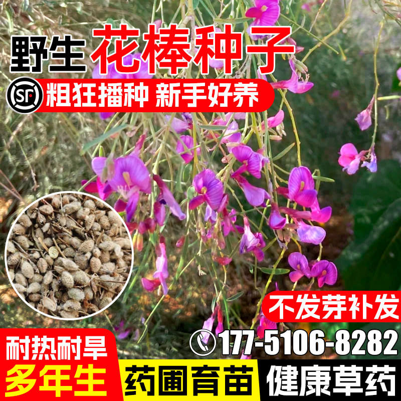 花棒种籽多年生耐热耐旱细枝岩黄芪药材种子野生花姑凉花帽中草药