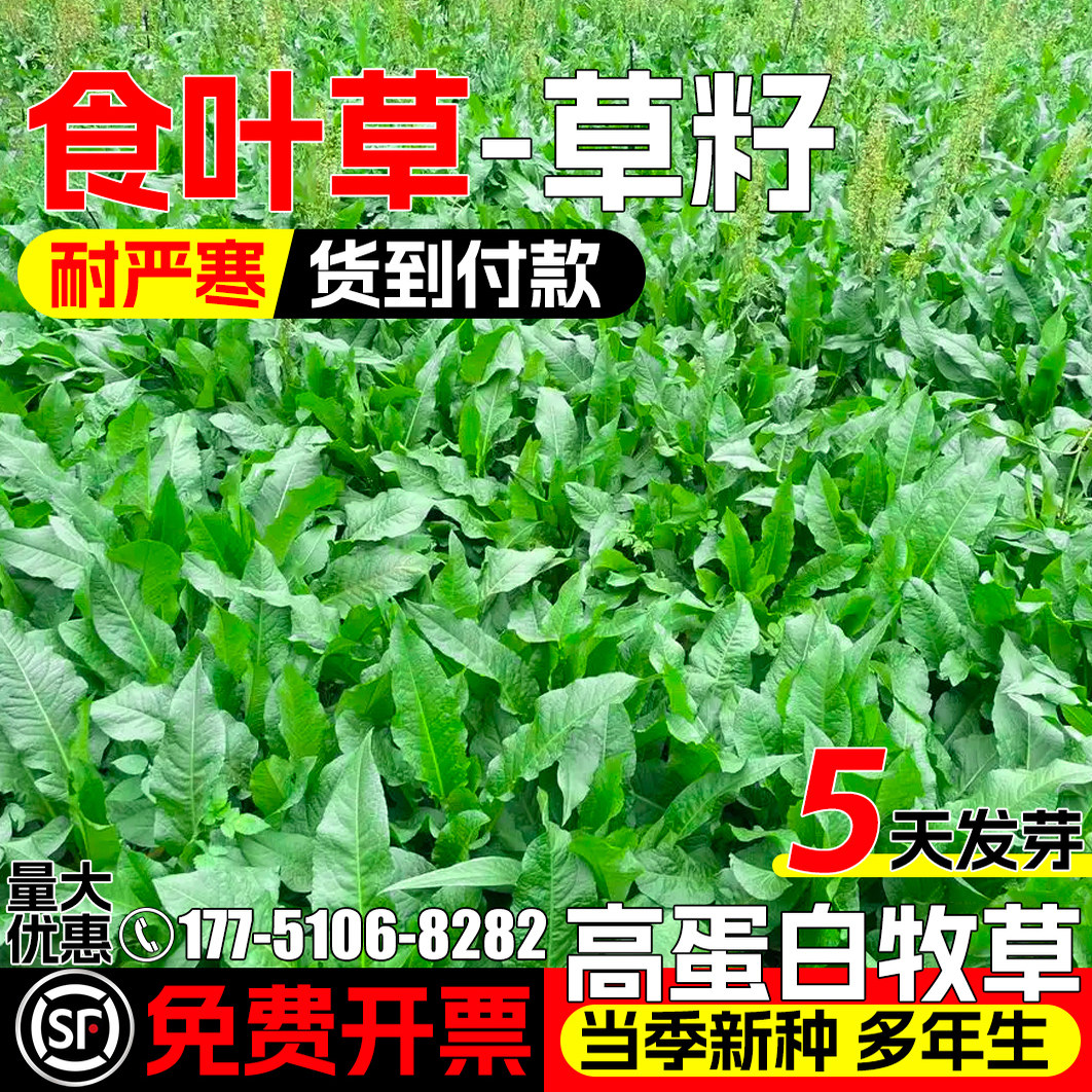 食叶草四季高产多年生高蛋白牧草