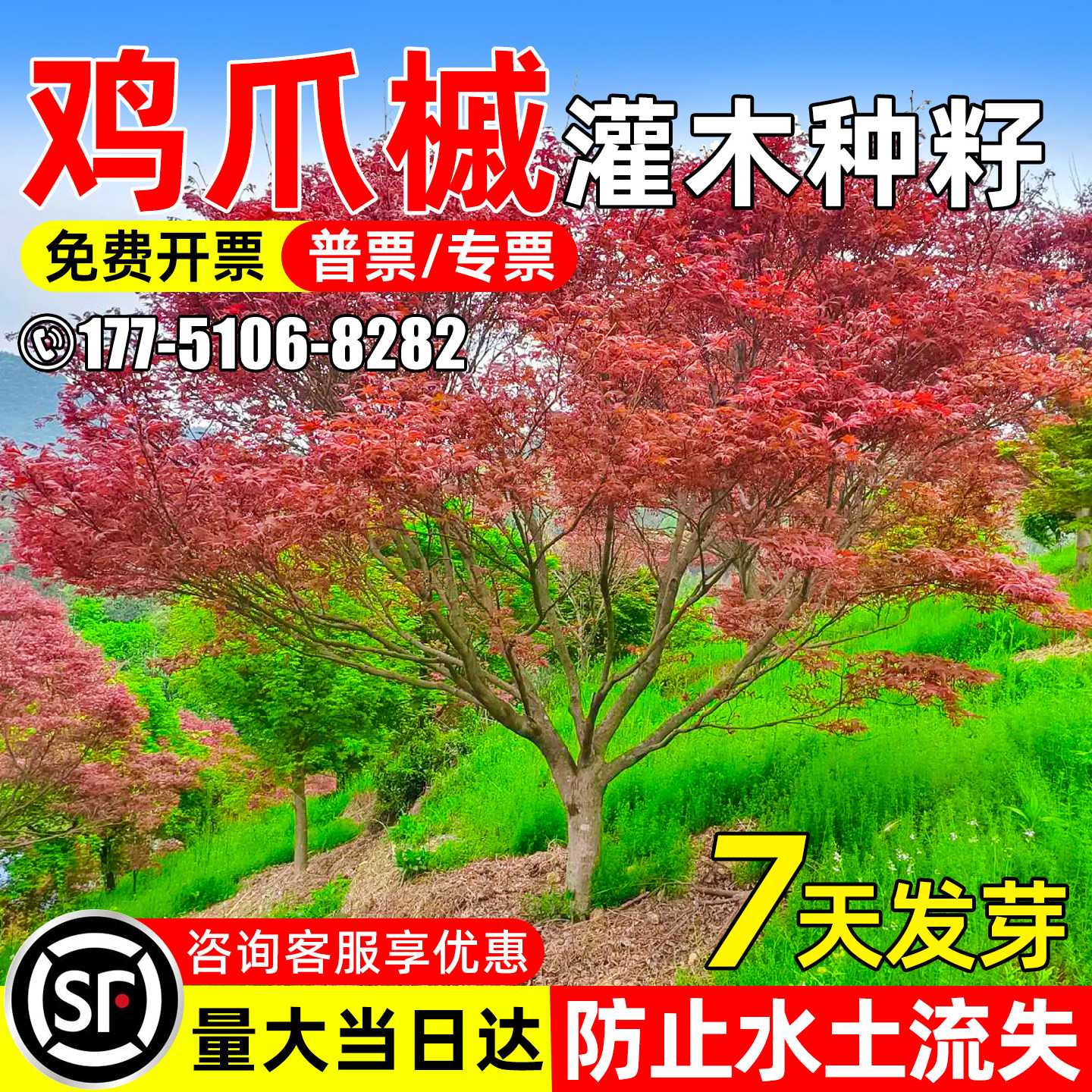 鸡爪槭种子水土保持绿化造景观赏图片