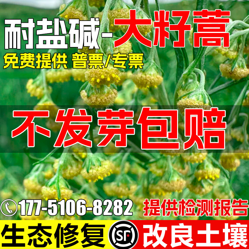 大籽蒿种子生态修复土地荒漠绿化