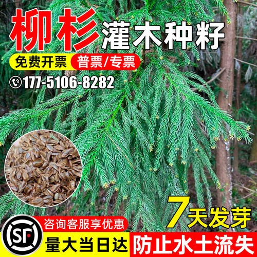 柳杉树种子长叶孔雀松绿化观赏