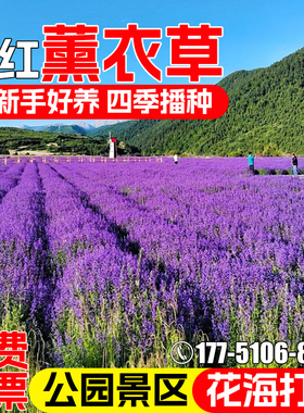 薰衣草花种籽四季播种公园小区庭院别墅花海景观花籽野花组合种子