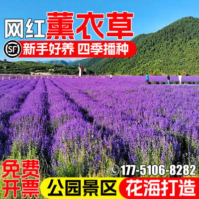薰衣草花种籽四季播种公园小区庭院别墅花海景观花籽野花组合种子