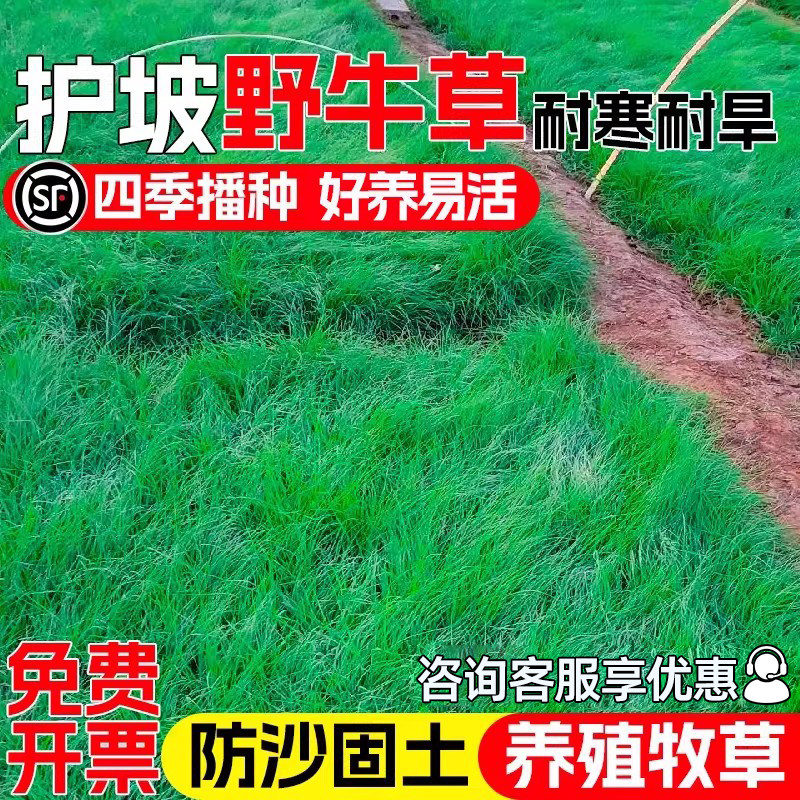 野牛草种籽四季青高蛋白牧草种子