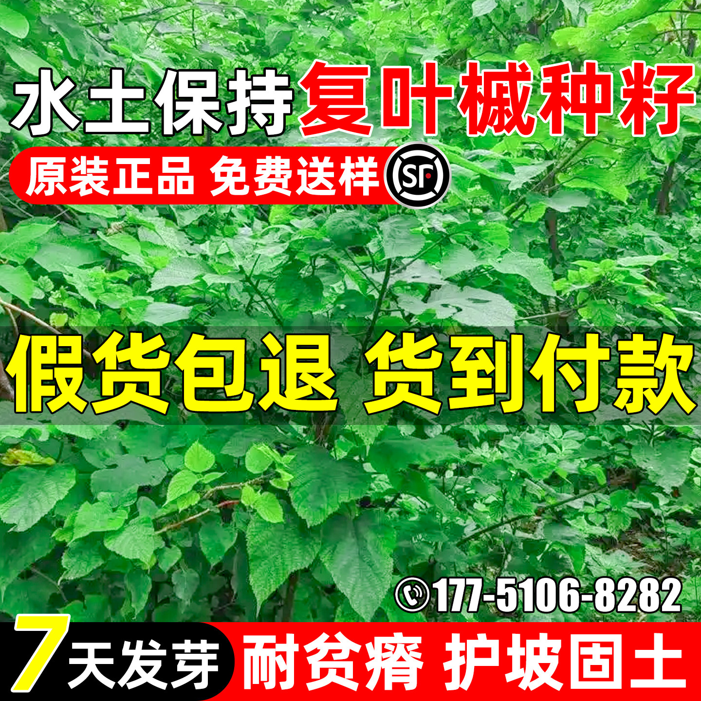 复叶槭种子护坡固土造林绿化观赏