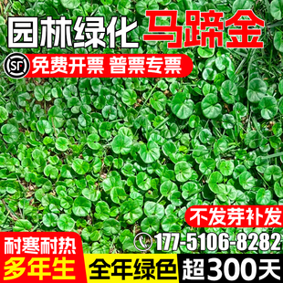 马蹄金种子多年生耐高温四季常青草坪草籽园林观赏绿化铜钱草种籽