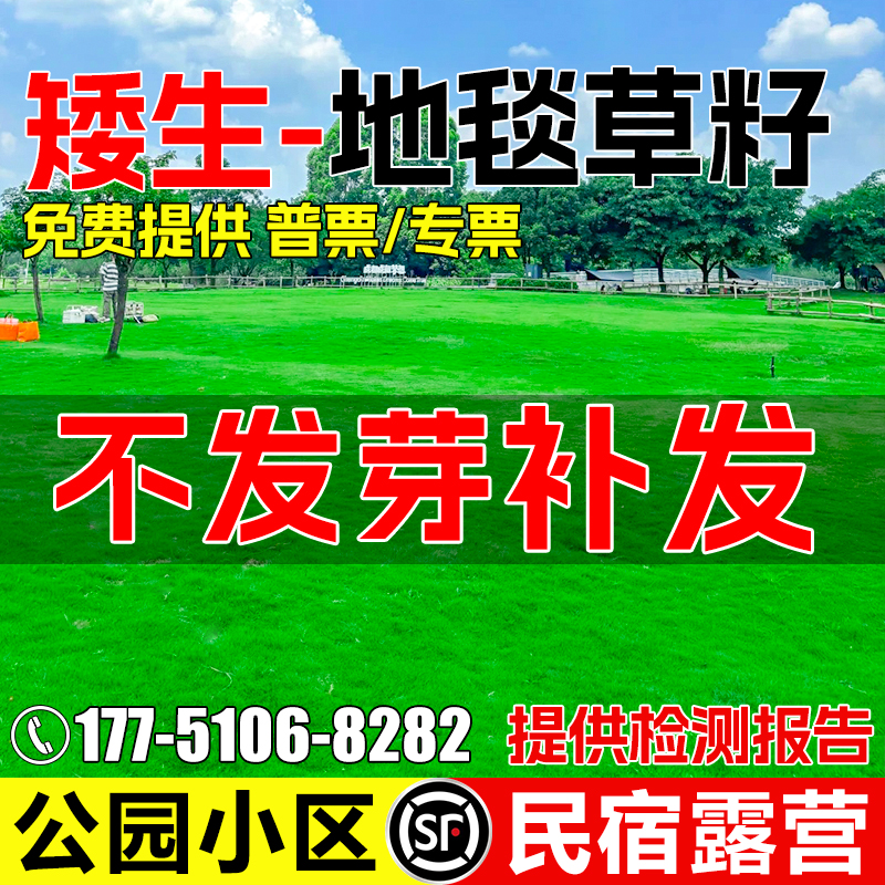 地毯草草籽四季常青耐践踏草种籽