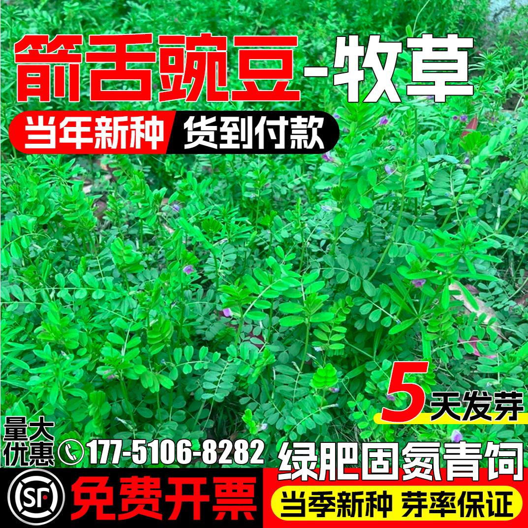 箭舌豌豆种籽果园绿肥牧草草种子