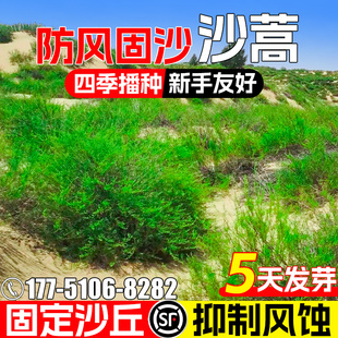 沙蒿种子耐旱耐贫瘠防风固沙草籽沙漠绿化水土保持多年生灌木种籽