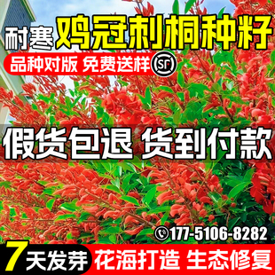 鸡冠刺桐种子耐寒巴西刺桐树种籽公园景区花海行道树生态修复绿化