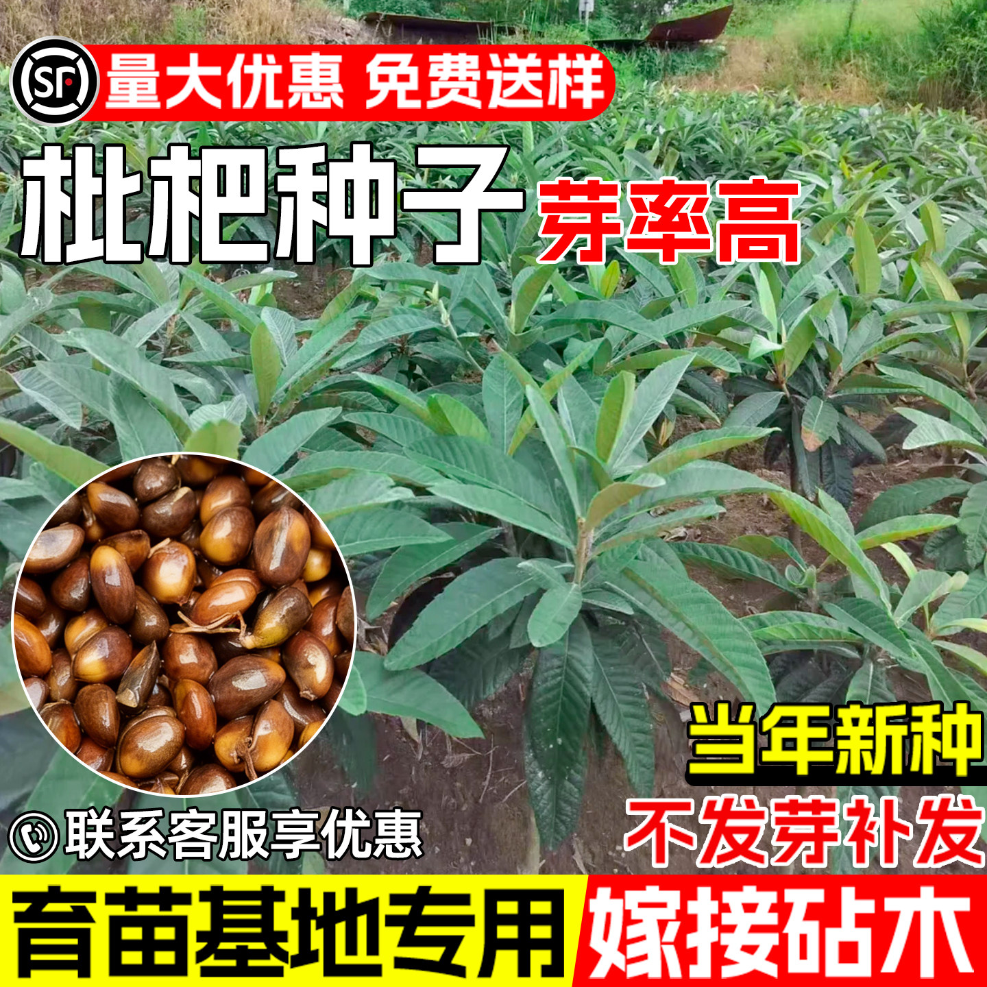 枇杷种子嫁接砧木育苗大五星枇杷