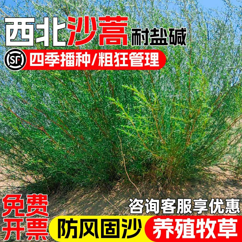 沙蒿种子护坡固土防风固沙耐盐碱