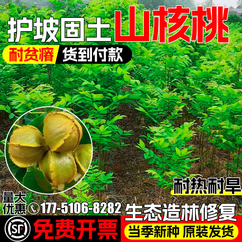 山核桃种子耐旱耐贫瘠灌木核桃树