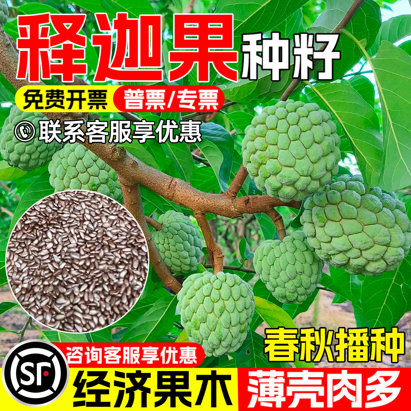 释迦果树种子番荔枝佛头果树种子