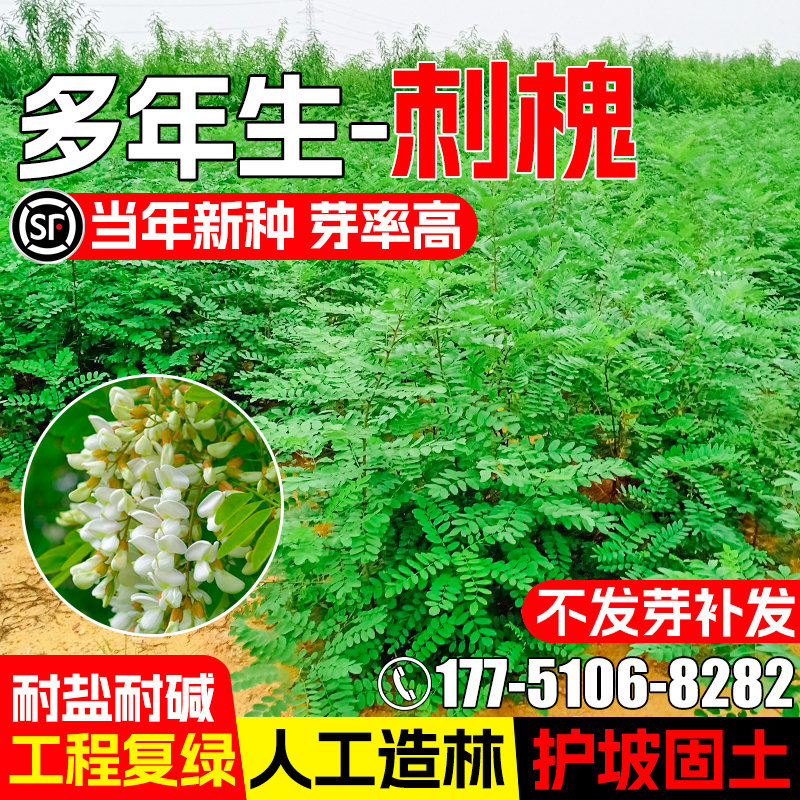 刺槐种籽护坡固土工程绿化草籽