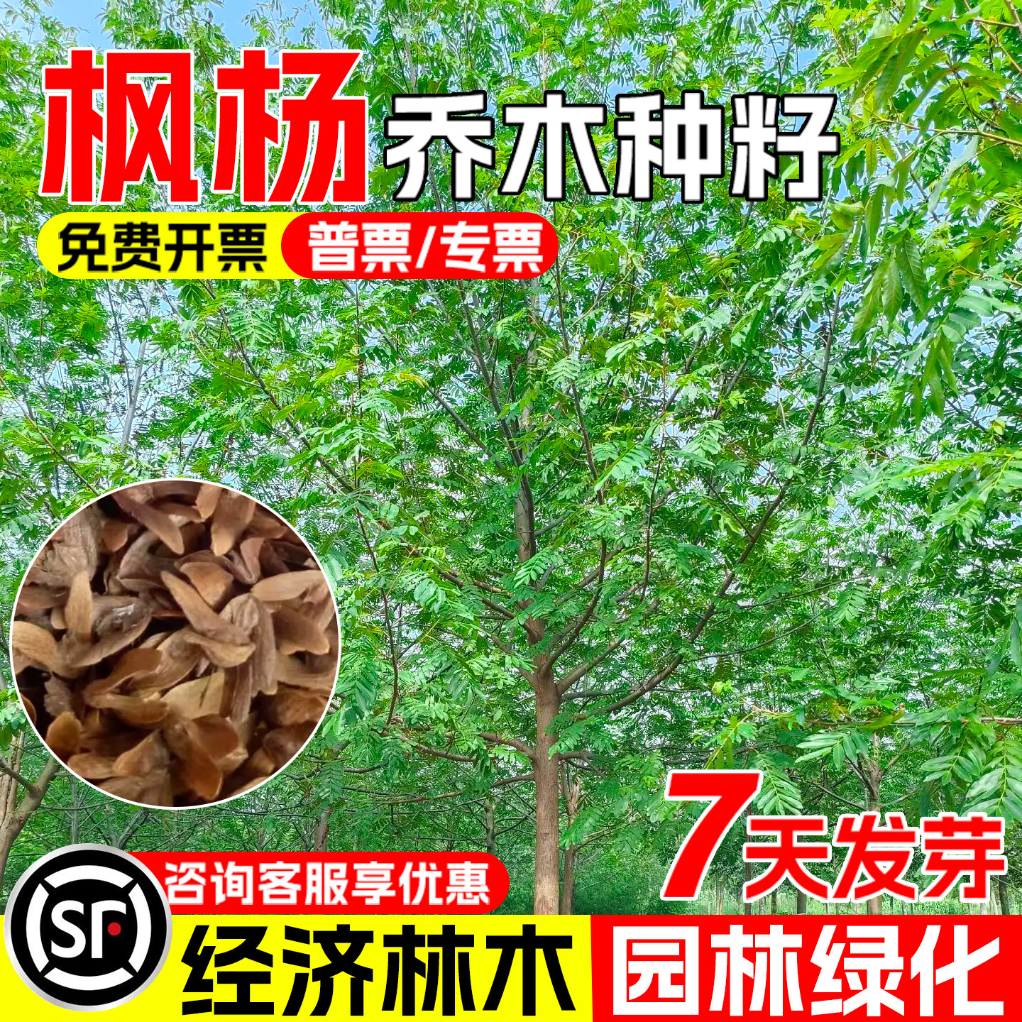 枫杨种子元宝树枰柳风景观赏绿化